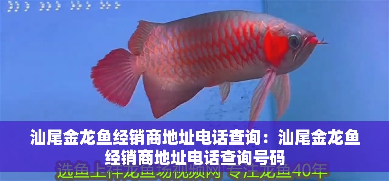 汕尾金龍魚經銷商地址電話查詢：汕尾金龍魚經銷商地址電話查詢號碼 汕尾金龍魚經銷商地址電話查詢：汕尾金龍魚經銷商地址電話查詢號碼 水族問答
