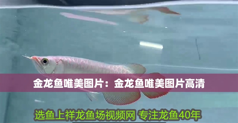金龍魚唯美圖片：金龍魚唯美圖片高清