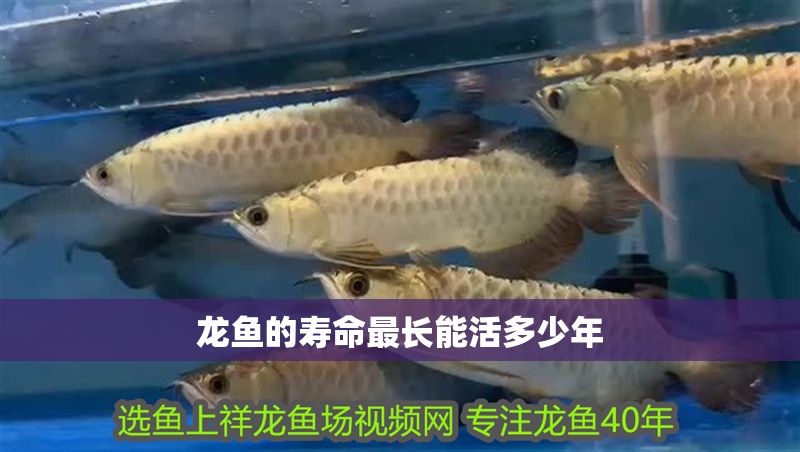 龍魚的壽命最長能活多少年
