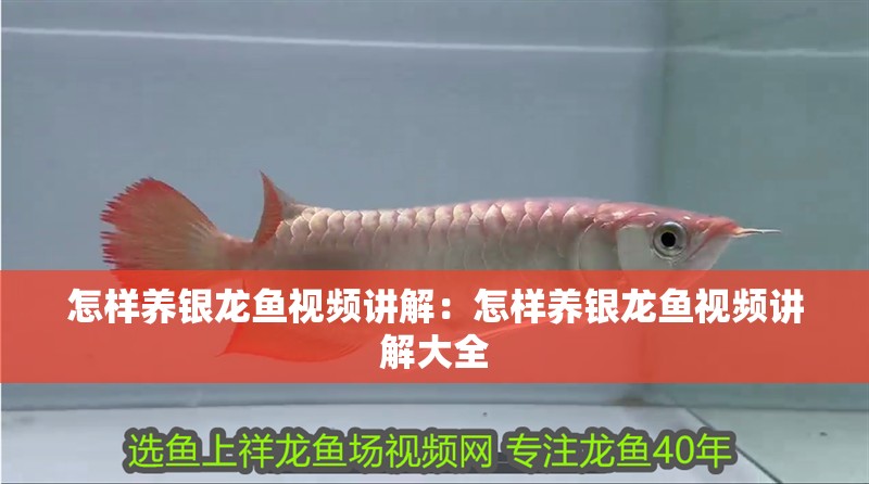 怎樣養(yǎng)銀龍魚(yú)視頻講解：怎樣養(yǎng)銀龍魚(yú)視頻講解大全