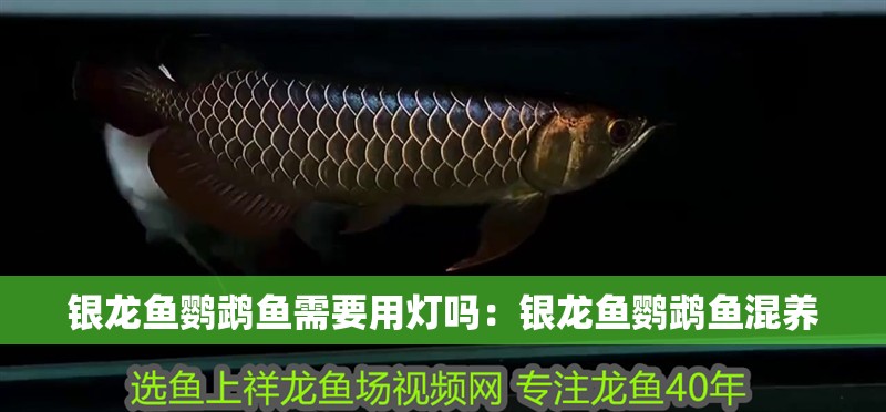 銀龍魚鸚鵡魚需要用燈嗎：銀龍魚鸚鵡魚混養 銀龍魚鸚鵡魚需要用燈嗎：銀龍魚鸚鵡魚混養 水族問答