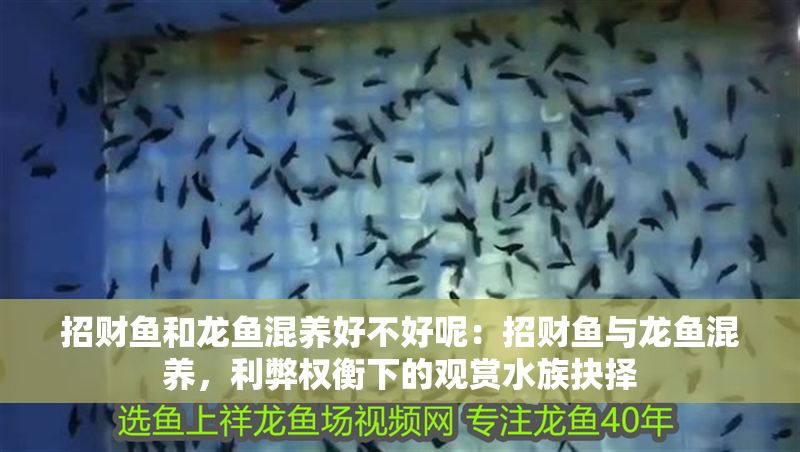 招財魚和龍魚混養好不好呢：招財魚與龍魚混養，利弊權衡下的觀賞水族抉擇