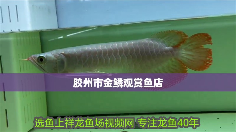 膠州市金鱗觀賞魚店 膠州市金鱗觀賞魚店 全國水族館企業(yè)名錄 第2張