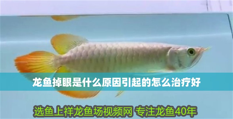 龍魚(yú)掉眼是什么原因引起的怎么治療好