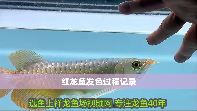 紅龍魚發色過程記錄 龍魚百科 第1張 紅龍魚發色過程記錄 紅龍魚發色過程記錄 龍魚百科 第1張
