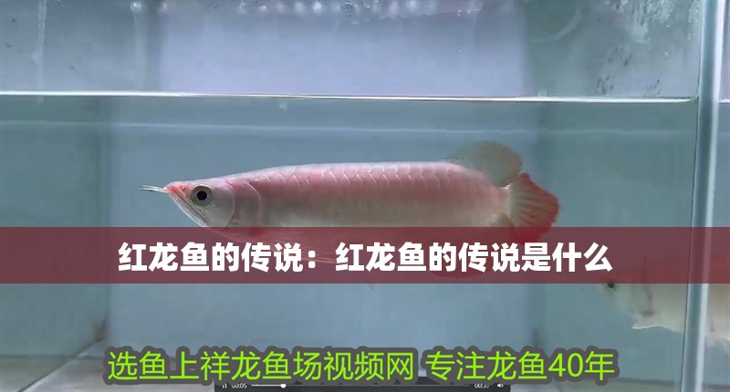 紅龍魚的傳說:紅龍魚的傳說是什么 水族問答 紅龍魚的傳說:紅龍魚的傳說是什么 紅龍魚的傳說:紅龍魚的傳說是什么 水族問答