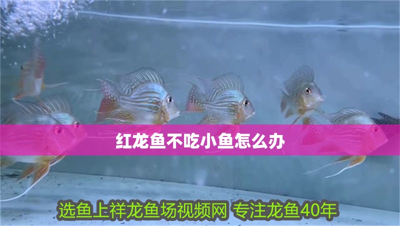 紅龍魚不吃小魚怎么辦