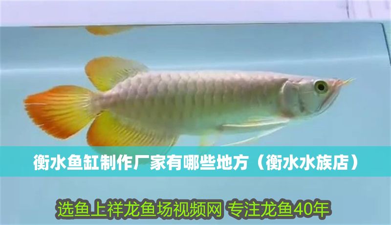 衡水魚缸制作廠家有哪些地方（衡水水族店）
