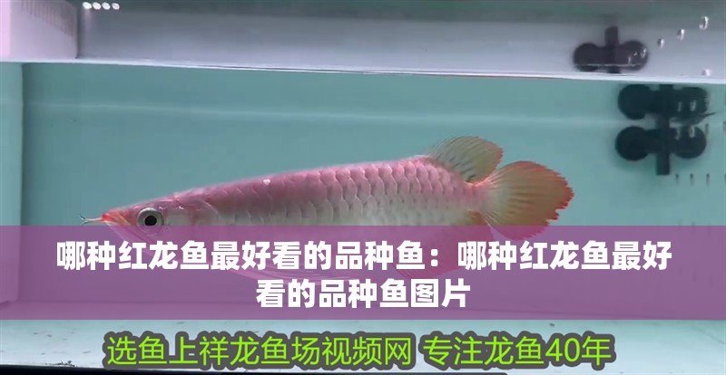 哪種紅龍魚最好看的品種魚：哪種紅龍魚最好看的品種魚圖片