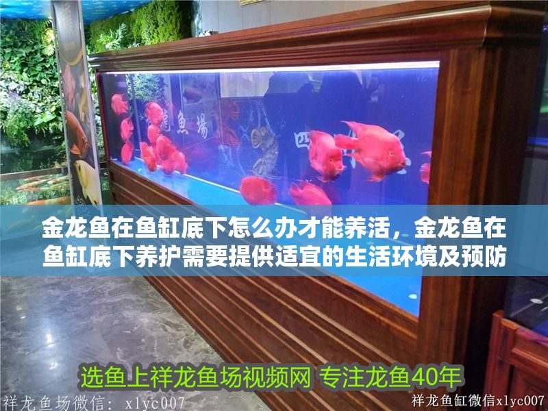 金龍魚在魚缸底下怎么辦才能養活，金龍魚在魚缸底下養護需要提供適宜的生活環境及預防 金龍魚在魚缸底下怎么辦才能養活，金龍魚在魚缸底下養護需要提供適宜的生活環境及預防 魚缸百科 第2張