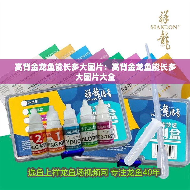 高背金龍魚能長多大圖片：高背金龍魚能長多大圖片大全