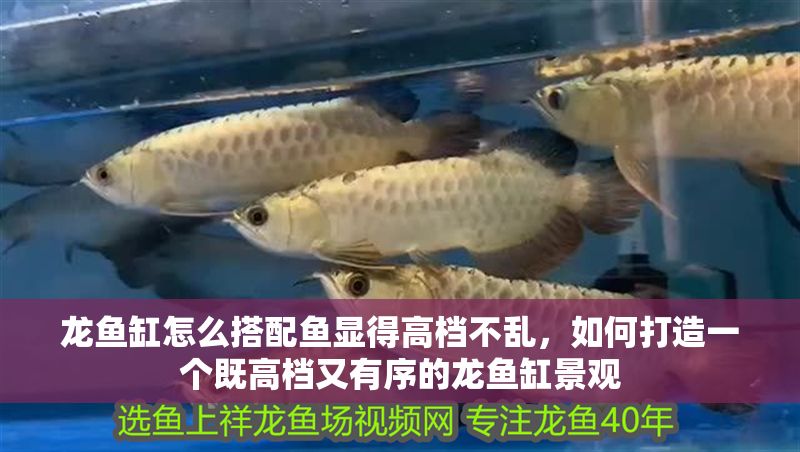 龍魚缸怎么搭配魚顯得高檔不亂，如何打造一個既高檔又有序的龍魚缸景觀 龍魚缸怎么搭配魚顯得高檔不亂，如何打造一個既高檔又有序的龍魚缸景觀 虎魚百科 第1張