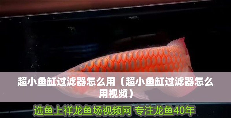 超小魚缸過濾器怎么用（超小魚缸過濾器怎么用視頻）