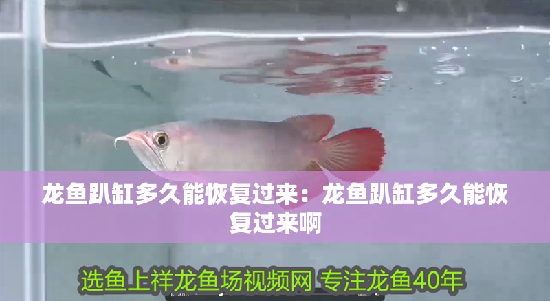 龍魚趴缸多久能恢復過來：龍魚趴缸多久能恢復過來啊
