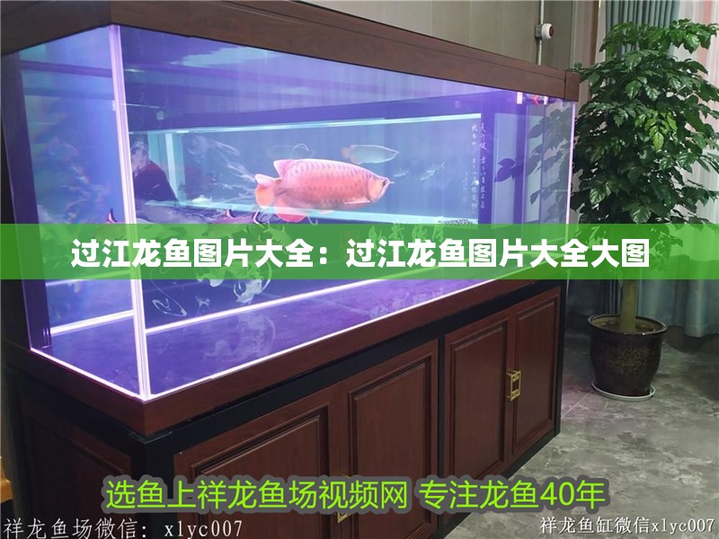 過江龍魚圖片大全：過江龍魚圖片大全大圖