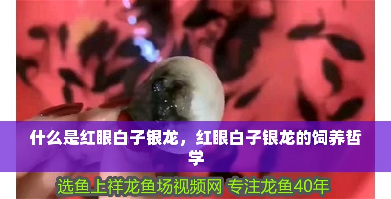 什么是紅眼白子銀龍，紅眼白子銀龍的飼養哲學