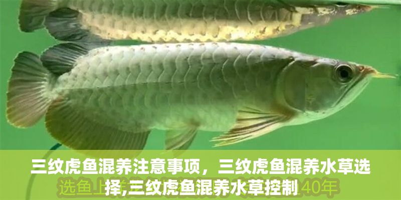 三紋虎魚混養注意事項,三紋虎魚混養水草選擇,三紋虎魚混養水草控制 虎魚百科 第1張 三紋虎魚混養注意事項,三紋虎魚混養水草選擇,三紋虎魚混養水草控制 三紋虎魚混養注意事項,三紋虎魚混養水草選擇,三紋虎魚混養水草控制 虎魚百科 第1張