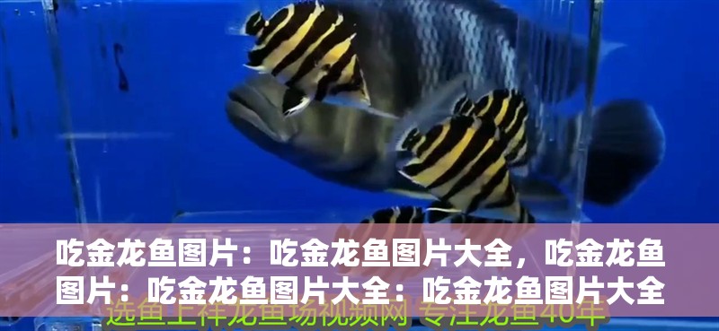 吃金龍魚圖片：吃金龍魚圖片大全，吃金龍魚圖片：吃金龍魚圖片大全：吃金龍魚圖片大全