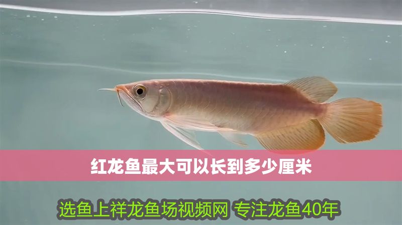 紅龍魚(yú)最大可以長(zhǎng)到多少厘米 紅龍魚(yú)最大可以長(zhǎng)到多少厘米 龍魚(yú)百科 第1張