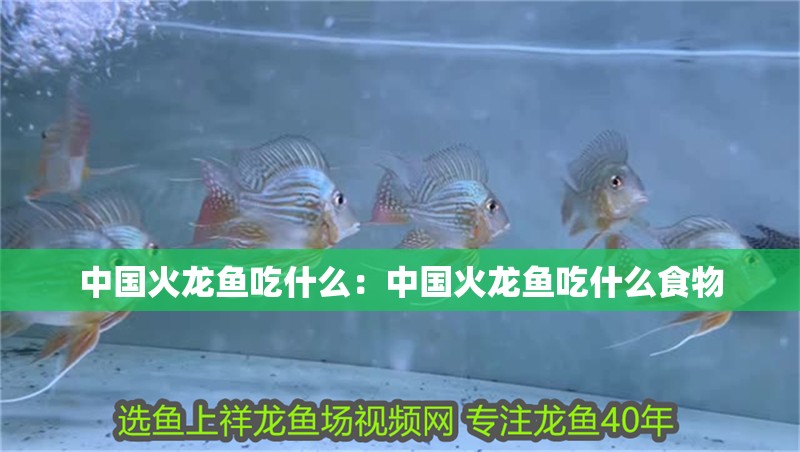 中國火龍魚吃什么：中國火龍魚吃什么食物