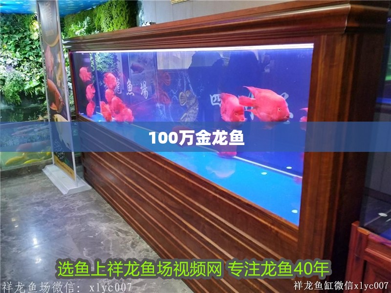 100萬金龍魚