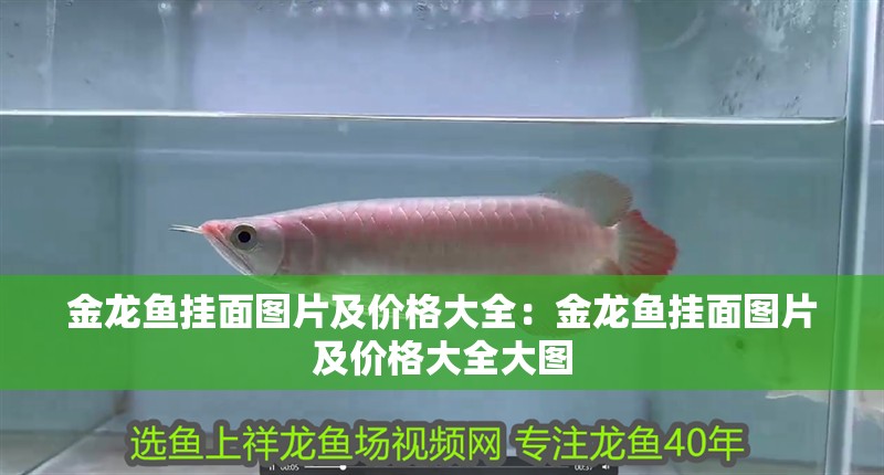 金龍魚掛面圖片及價格大全：金龍魚掛面圖片及價格大全大圖