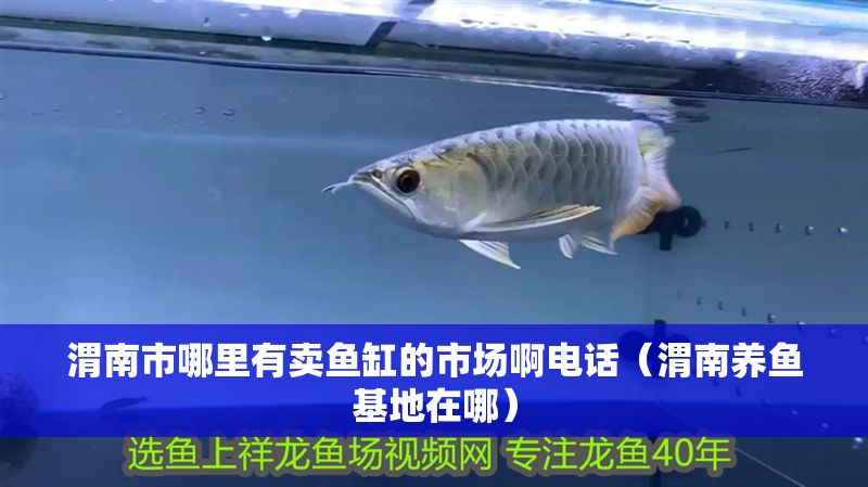 渭南市哪里有賣魚缸的市場啊電話（渭南養魚基地在哪） 渭南市哪里有賣魚缸的市場啊電話（渭南養魚基地在哪） 虎魚百科 第1張