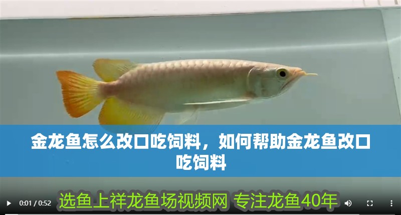 金龍魚(yú)怎么改口吃飼料，如何幫助金龍魚(yú)改口吃飼料 金龍魚(yú)怎么改口吃飼料，如何幫助金龍魚(yú)改口吃飼料 龍魚(yú)百科 第6張