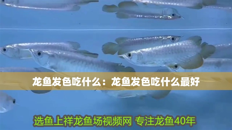 龍魚發色吃什么:龍魚發色吃什么最好 水族問答 龍魚發色吃什么:龍魚發色吃什么最好 龍魚發色吃什么:龍魚發色吃什么最好 水族問答