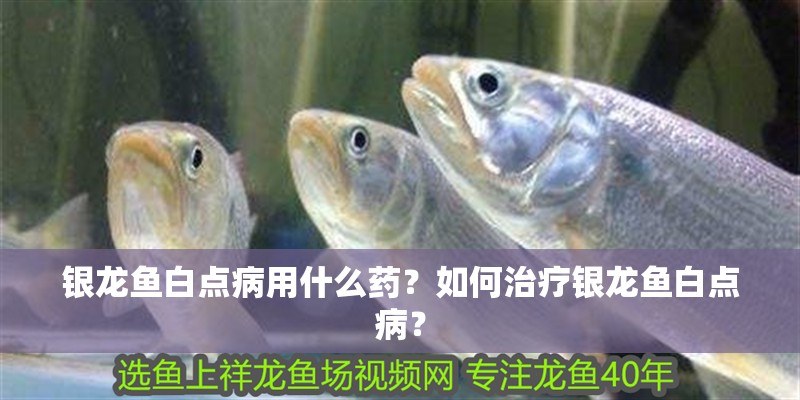 銀龍魚白點病用什么藥？如何治療銀龍魚白點病？