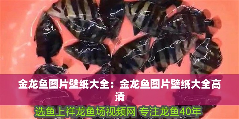 金龍魚圖片壁紙大全：金龍魚圖片壁紙大全高清