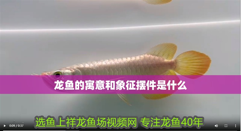 龍魚的寓意和象征擺件是什么 龍魚的寓意和象征擺件是什么 龍魚百科 第2張