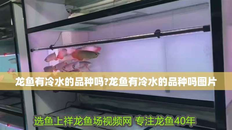 龍魚有冷水的品種嗎?龍魚有冷水的品種嗎圖片 龍魚有冷水的品種嗎?龍魚有冷水的品種嗎圖片 水族問答