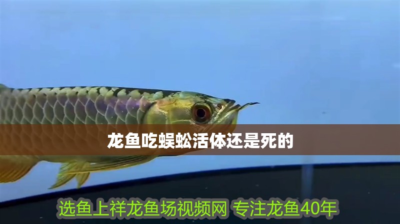 龍魚吃蜈蚣活體還是死的 龍魚吃蜈蚣活體還是死的 龍魚百科 第2張