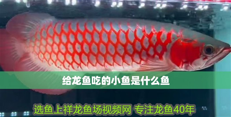 給龍魚吃的小魚是什么魚