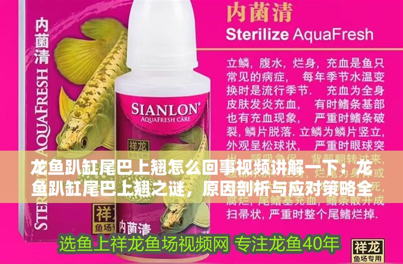 龍魚趴缸尾巴上翹怎么回事視頻講解一下：龍魚趴缸尾巴上翹之謎，原因剖析與應對策略全解析