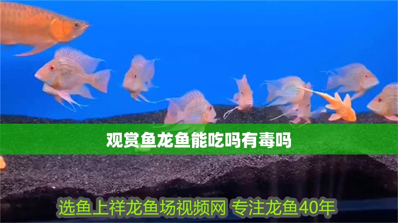 觀賞魚龍魚能吃嗎有毒嗎