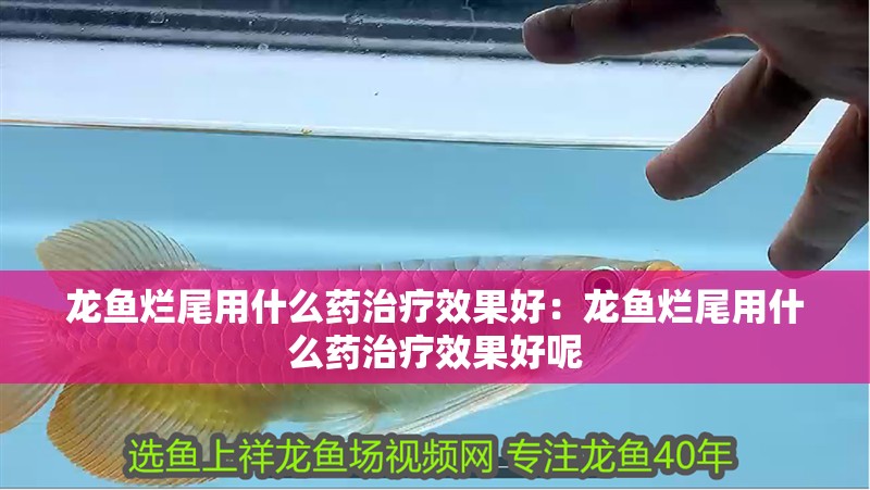 龍魚爛尾用什么藥治療效果好：龍魚爛尾用什么藥治療效果好呢