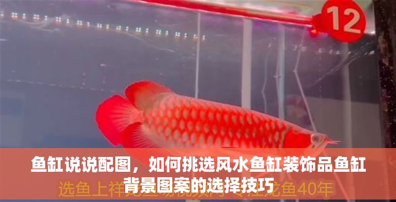 魚(yú)缸說(shuō)說(shuō)配圖，如何挑選風(fēng)水魚(yú)缸裝飾品魚(yú)缸背景圖案的選擇技巧