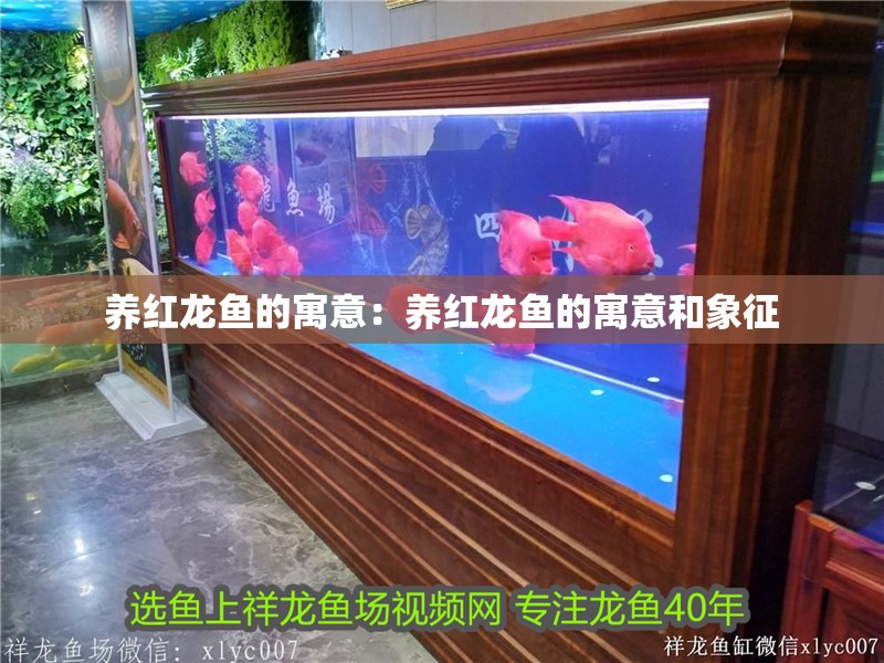 養紅龍魚的寓意：養紅龍魚的寓意和象征