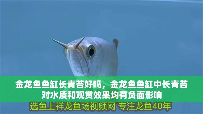 金龍魚魚缸長青苔好嗎，金龍魚魚缸中長青苔對水質和觀賞效果均有負面影響