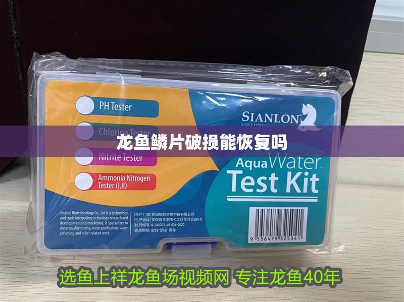 龍魚鱗片破損能恢復(fù)嗎 龍魚鱗片破損能恢復(fù)嗎 龍魚百科 第2張
