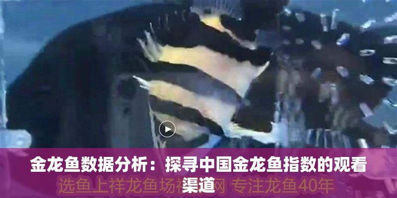 金龍魚(yú)數(shù)據(jù)分析：探尋中國(guó)金龍魚(yú)指數(shù)的觀看渠道