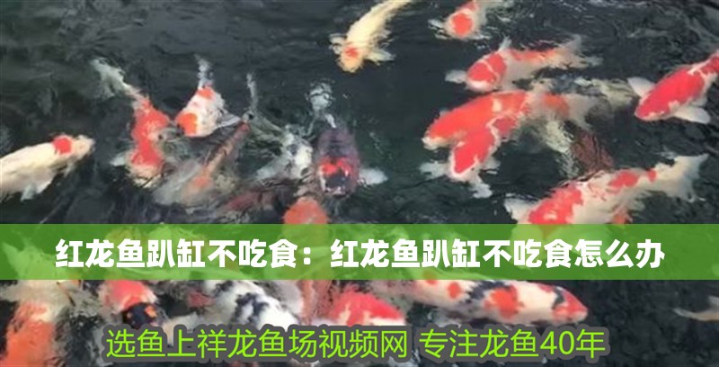 魚缸過濾器選購指南:自制魚缸過濾器魚缸上置過濾器對于養魚愛好者的必備知識 紅龍魚趴缸不吃食:紅龍魚趴缸不吃食怎么辦 水族問答 紅龍魚趴缸不吃食:紅龍魚趴缸不吃食怎么辦 紅龍魚趴缸不吃食:紅龍魚趴缸不吃食怎么辦 水族問答