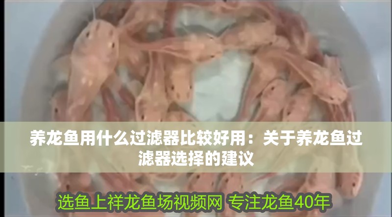 養龍魚用什么過濾器比較好用：關于養龍魚過濾器選擇的建議