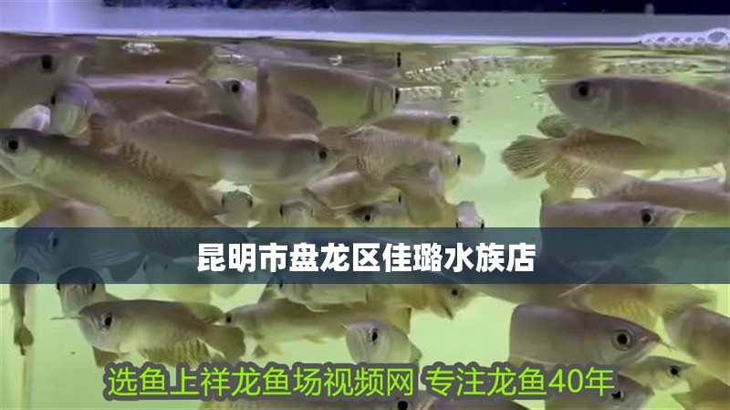 昆明市盤龍區佳璐水族店 昆明市盤龍區佳璐水族店 全國水族館企業名錄 第2張