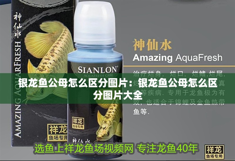 銀龍魚(yú)公母怎么區(qū)分圖片：銀龍魚(yú)公母怎么區(qū)分圖片大全 銀龍魚(yú)公母怎么區(qū)分圖片：銀龍魚(yú)公母怎么區(qū)分圖片大全 水族問(wèn)答