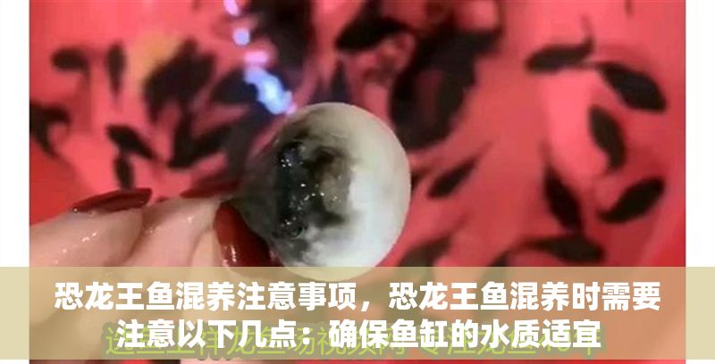 恐龍王魚混養注意事項，恐龍王魚混養時需要注意以下幾點：確保魚缸的水質適宜