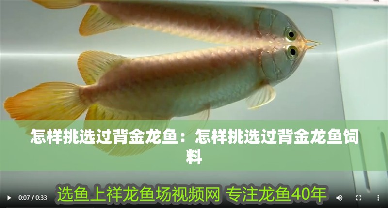 怎樣挑選過背金龍魚：怎樣挑選過背金龍魚飼料 怎樣挑選過背金龍魚：怎樣挑選過背金龍魚飼料 水族問答