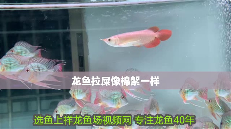 龍魚拉屎像棉絮一樣